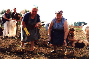 Heichelheimer Senioren zeigen den Besuchern wie das Lesen der Kartoffeln geht