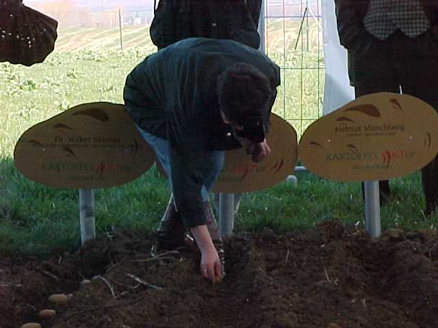 Die Pr&auml;sidentin des Th&uuml;ringer Landtags Frau Christine Lieberknecht legt die Sorte Christa