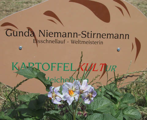 Kartoffelbl&uuml;te der von der Weltmeisterin im Eisschnelllauf Gunda Niemann Stirnemann gelegten Kartoffelsorte