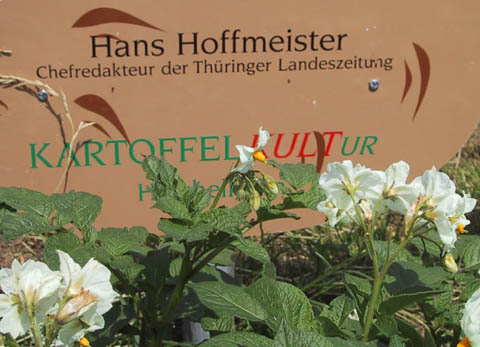 Die von Hans Hoffmeister, dem Chefredakteur der TLZ, gelegte rotschalige Kartoffelsorte Laura hat wei&szlig;e Bl&uuml;ten