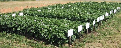 Kartoffelbl&uuml;tenfeld der Prominenten in Heichelheim