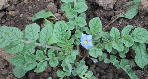 Die Bl&uuml;te einer zum Kartoffelkulur gelegten Wildsorte aus S&uuml;dasmerika