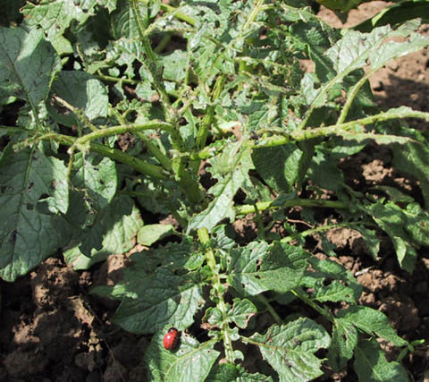 Kartoffelk&auml;fer auf zerfressener Pflanze